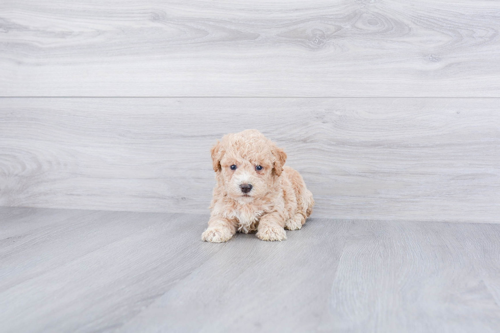 Maltipoo Puppy for Adoption