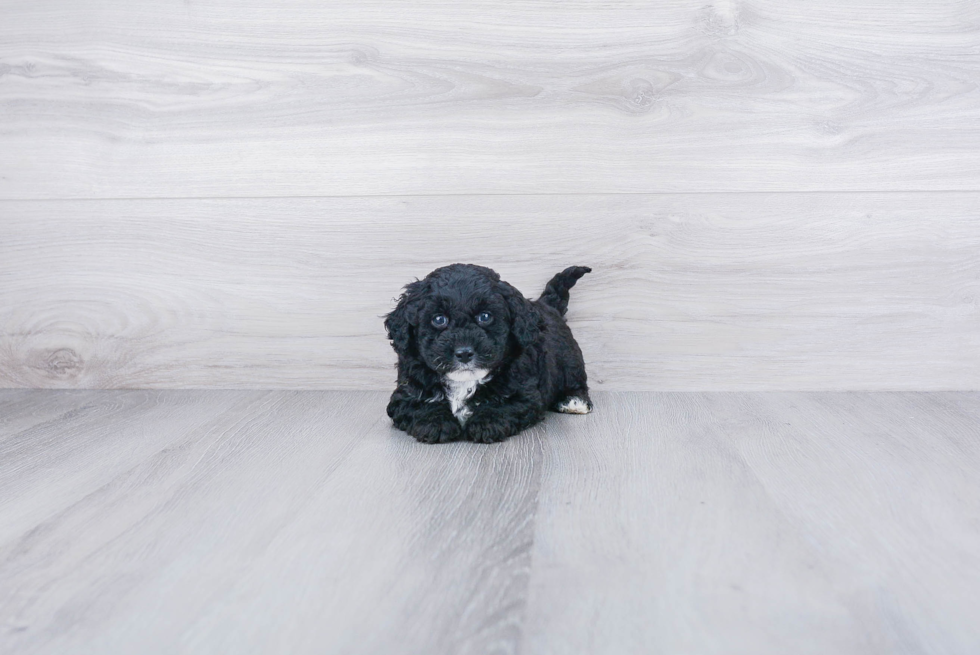 Fluffy Mini Goldendoodle Poodle Mix Pup