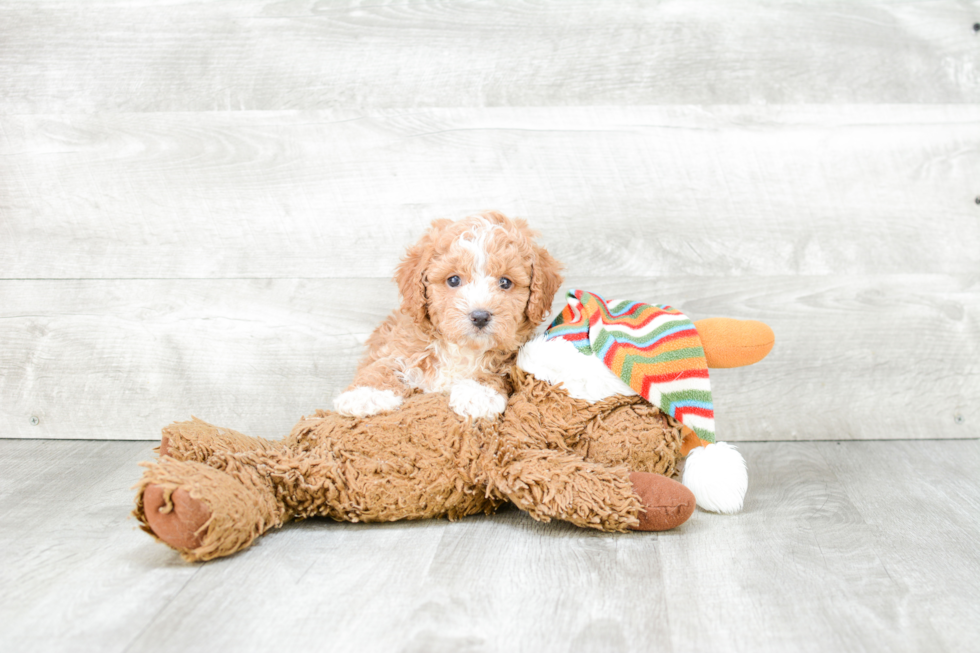 Cavapoo Puppy for Adoption