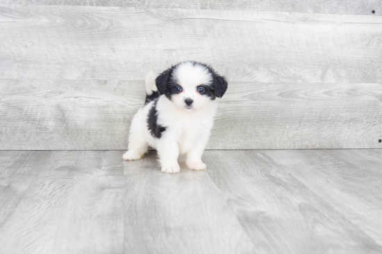 Best Mini Bernedoodle Baby