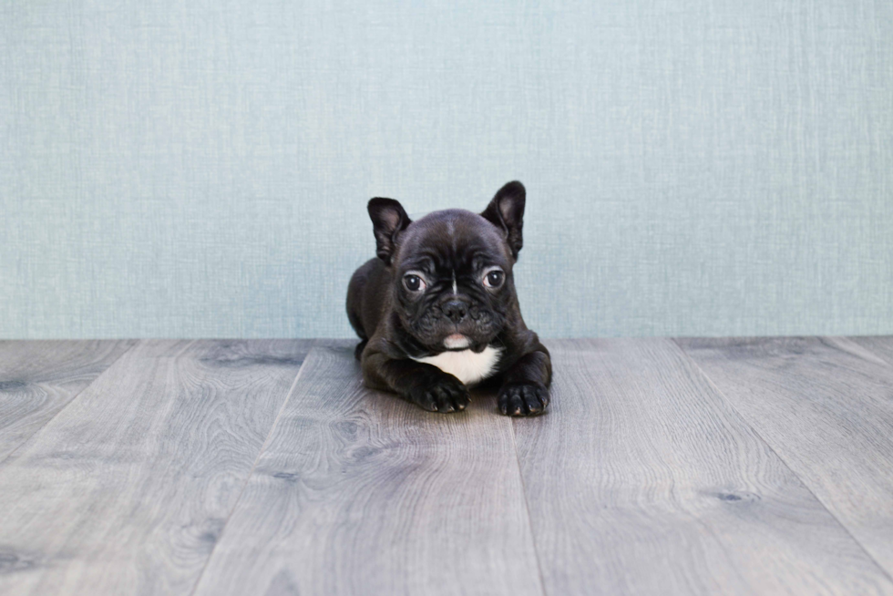 French Bulldog Pup Being Cute