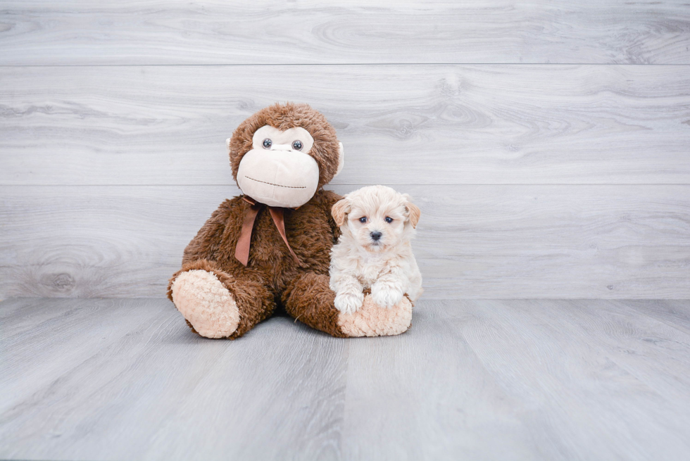 Best Maltipoo Baby