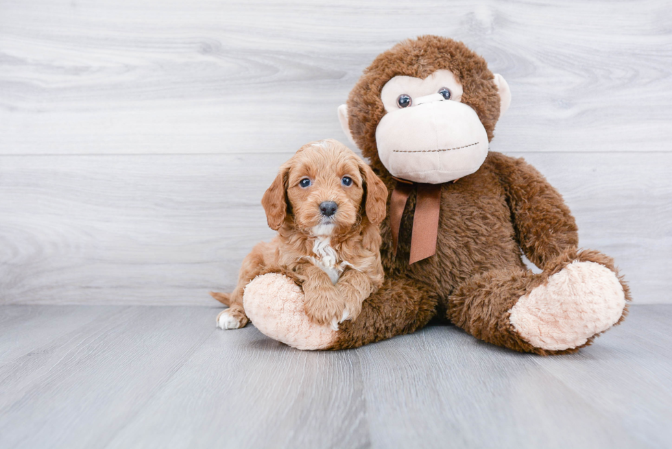 Small Mini Goldendoodle Baby