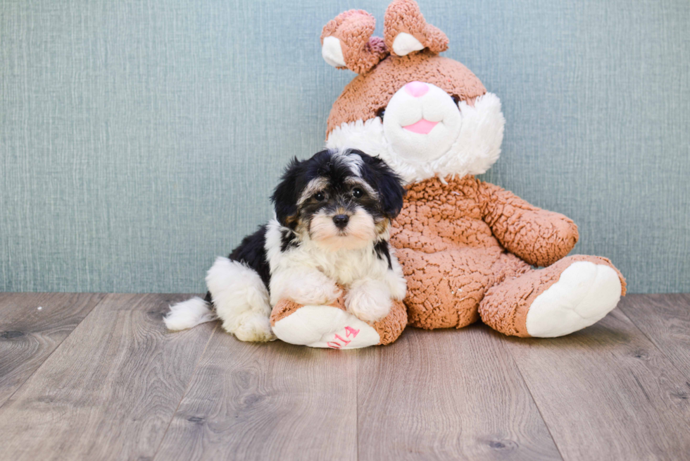 Best Havanese Baby