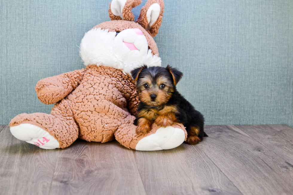 Meet Capone - our Yorkshire Terrier Puppy Photo 