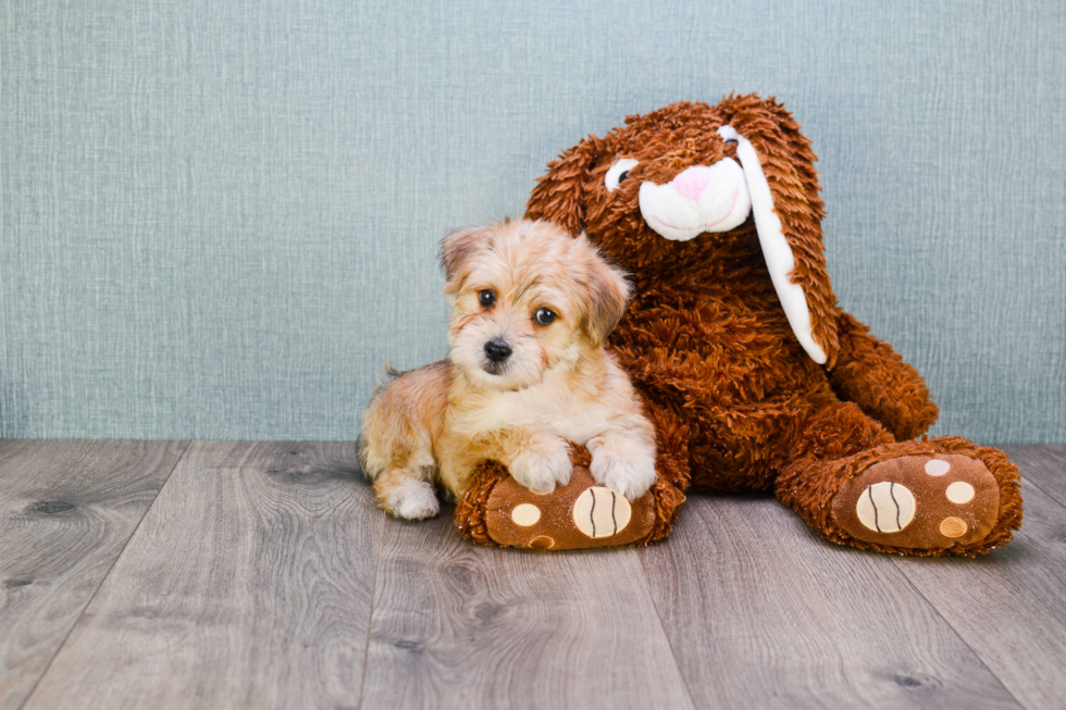 Morkie Pup Being Cute