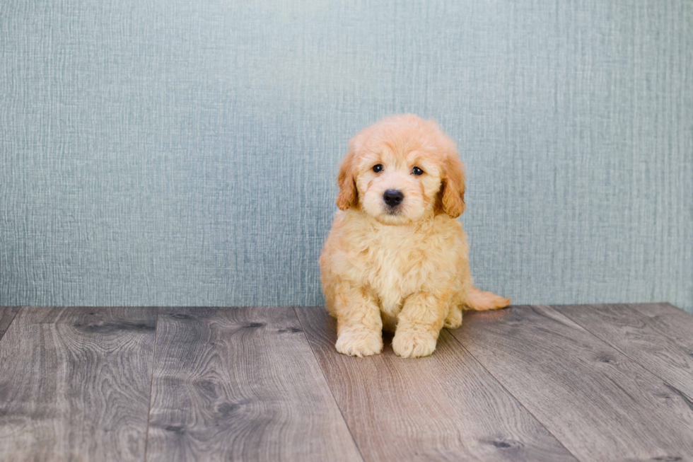 Sweet Mini Goldendoodle Baby