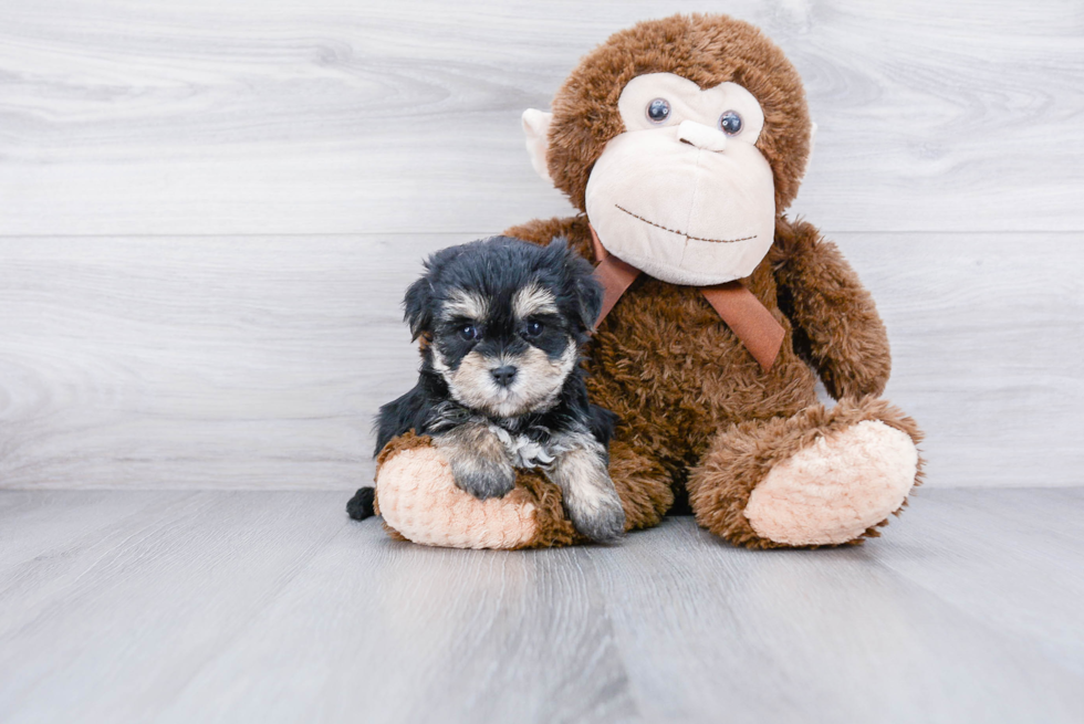 Morkie Pup Being Cute