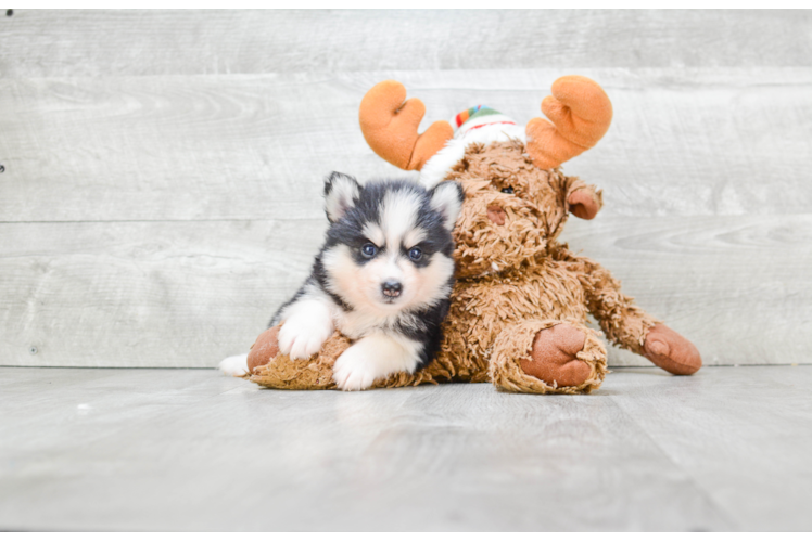 Hypoallergenic Mini Husky Designer Puppy