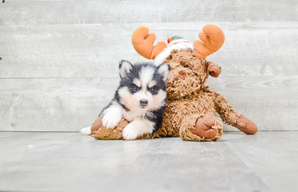 Hypoallergenic Mini Husky Designer Puppy