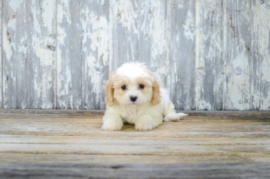 Cavachon Pup Being Cute