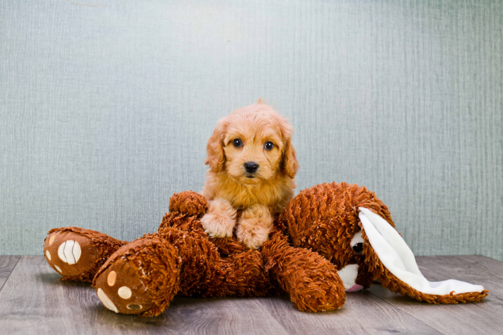 Mini Goldendoodle Puppy for Adoption