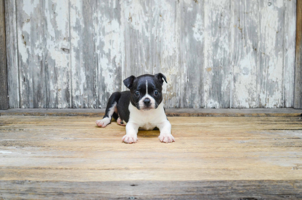 Best Boston Terrier Baby