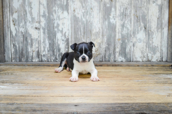 Best Boston Terrier Baby