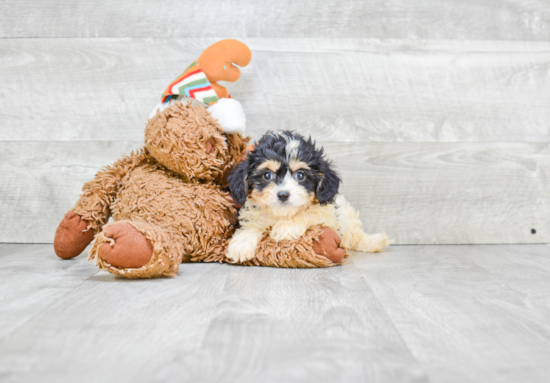 Cavachon Pup Being Cute