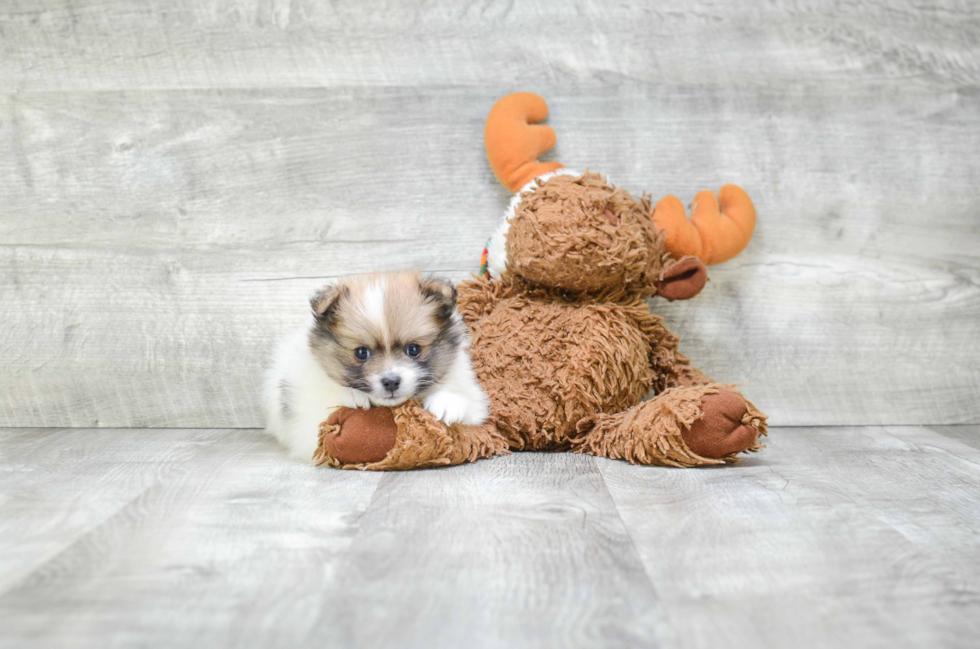 Small Pomeranian Purebred Pup