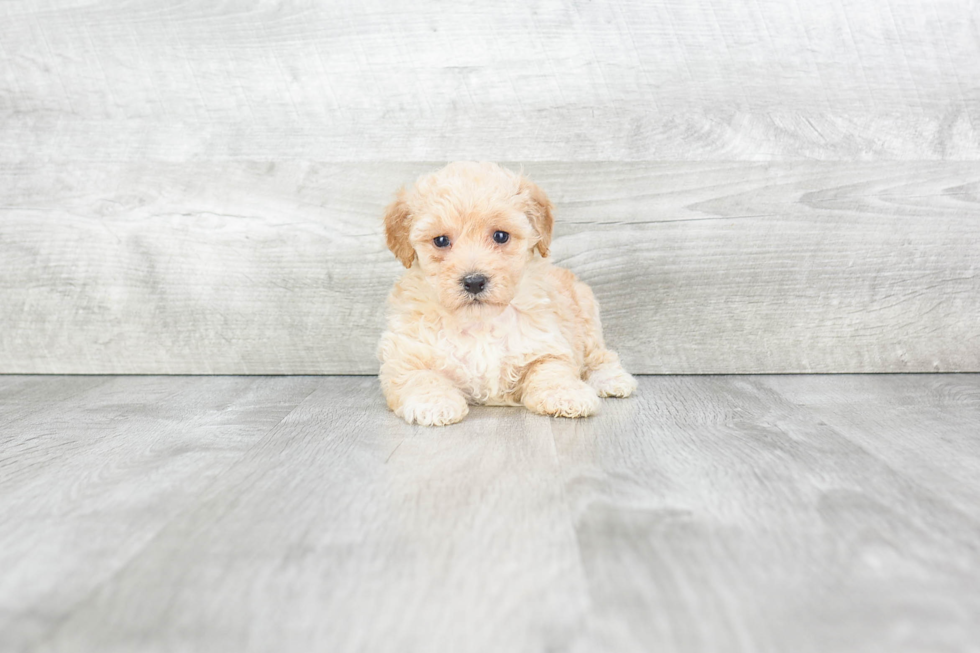 Energetic Maltese Poodle Poodle Mix Puppy