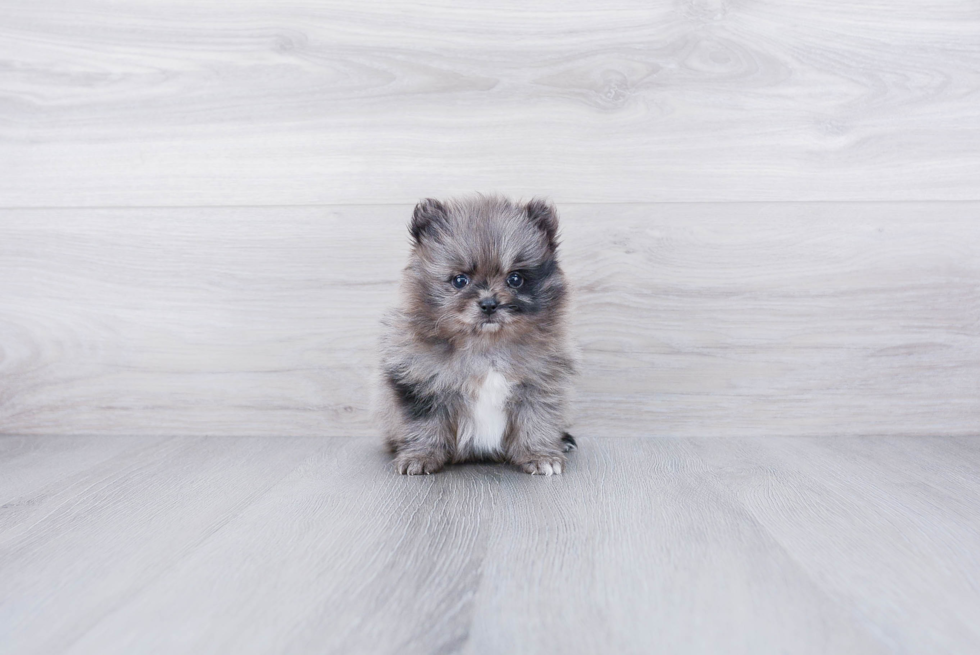 Best Pomeranian Baby