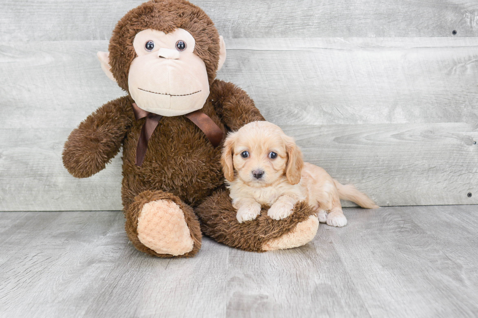 Cavachon Puppy for Adoption