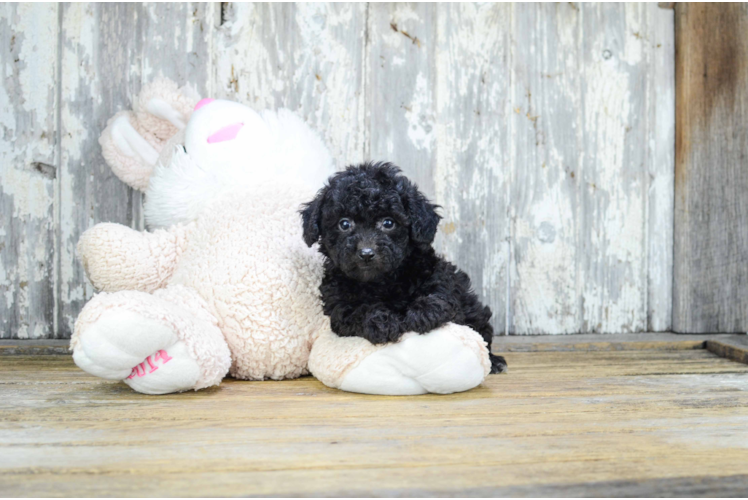 Cavapoo Puppy for Adoption