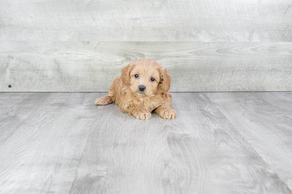 Fluffy Cavapoo Poodle Mix Pup