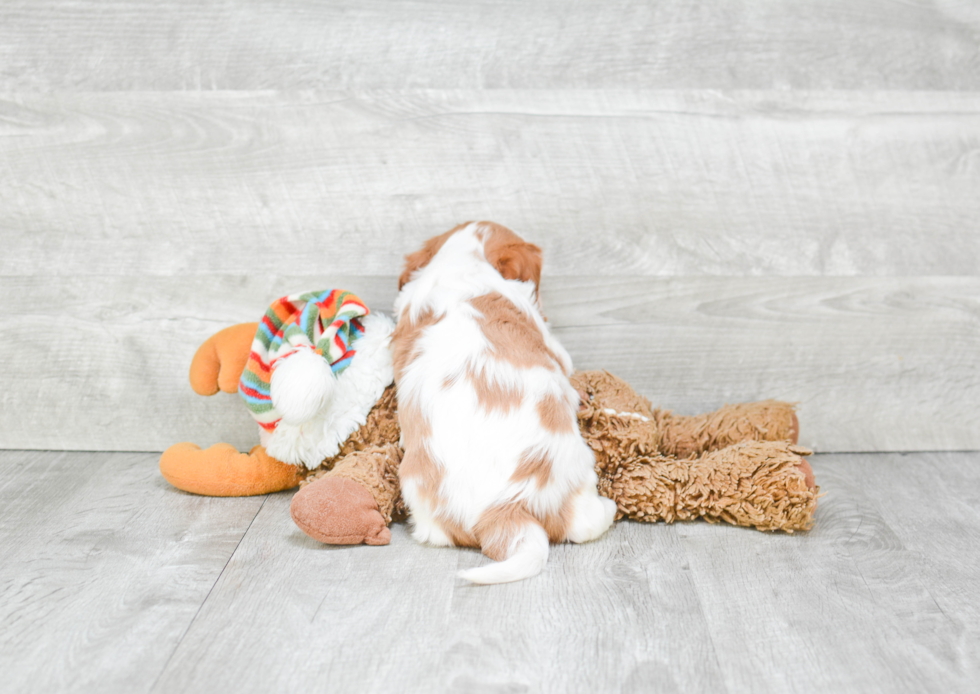 Cavalier King Charles Spaniel Puppy for Adoption