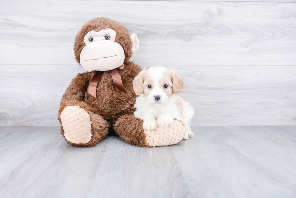 Friendly Cavachon Baby