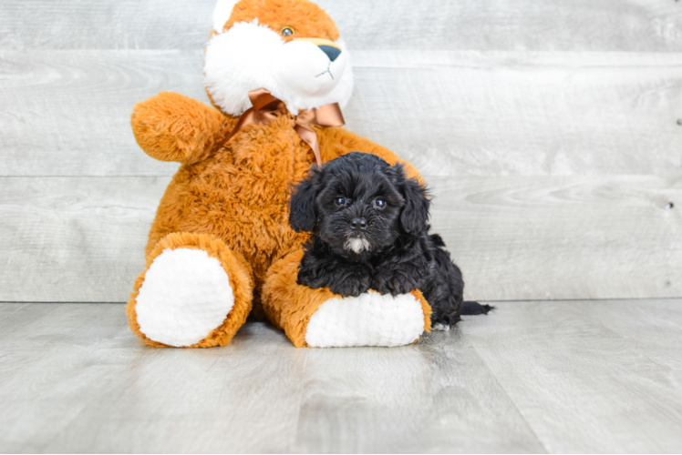 Yorkie Poo Puppy for Adoption