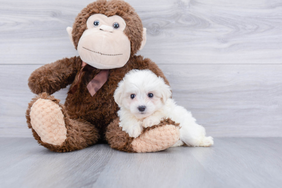 Funny Maltipoo Poodle Mix Pup