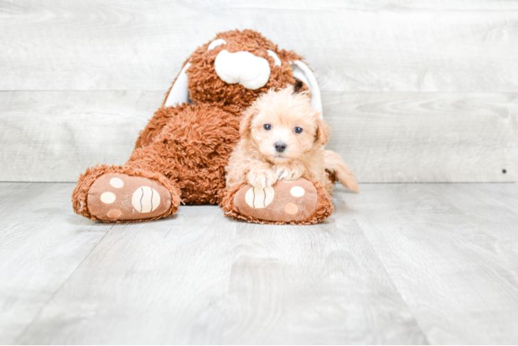 Maltipoo Pup Being Cute