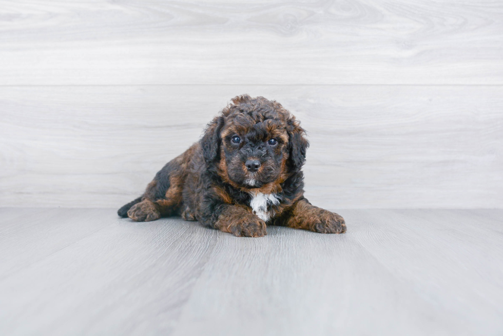 Mini Bernedoodle Puppy for Adoption