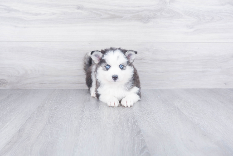 Pomsky Puppy for Adoption