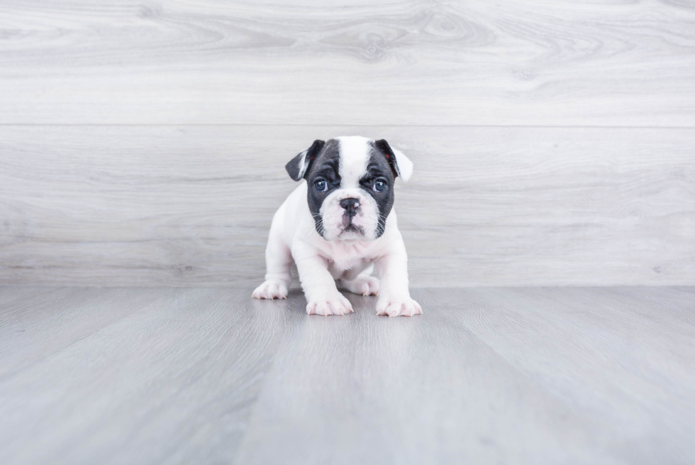 French Bulldog Pup Being Cute