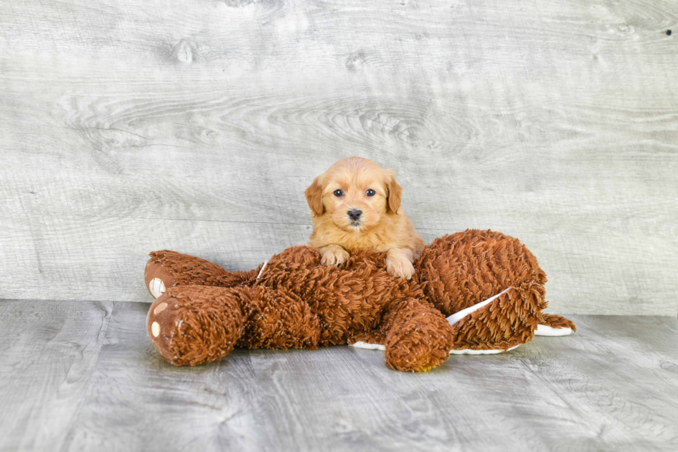 Mini Goldendoodle Pup Being Cute