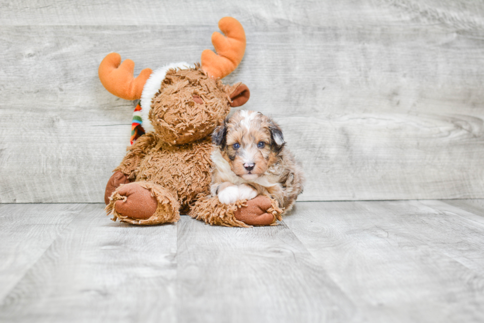 Cute Mini Sheltidoodle Baby