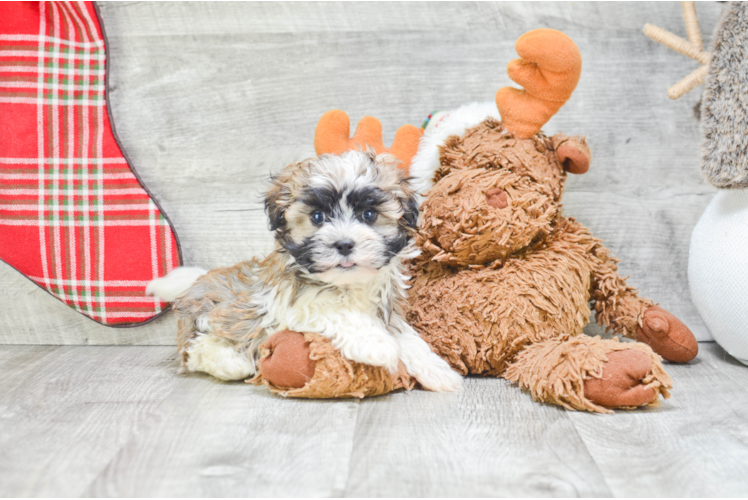 Havanese Pup Being Cute