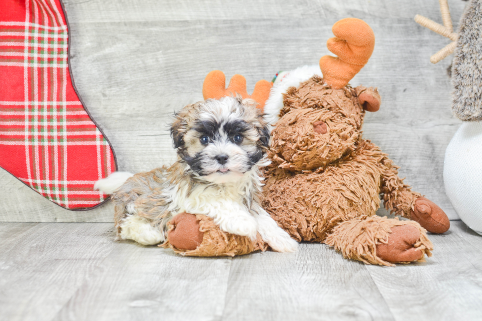 Havanese Pup Being Cute