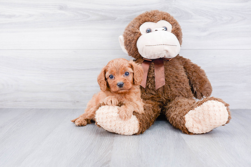 Cavapoo Pup Being Cute