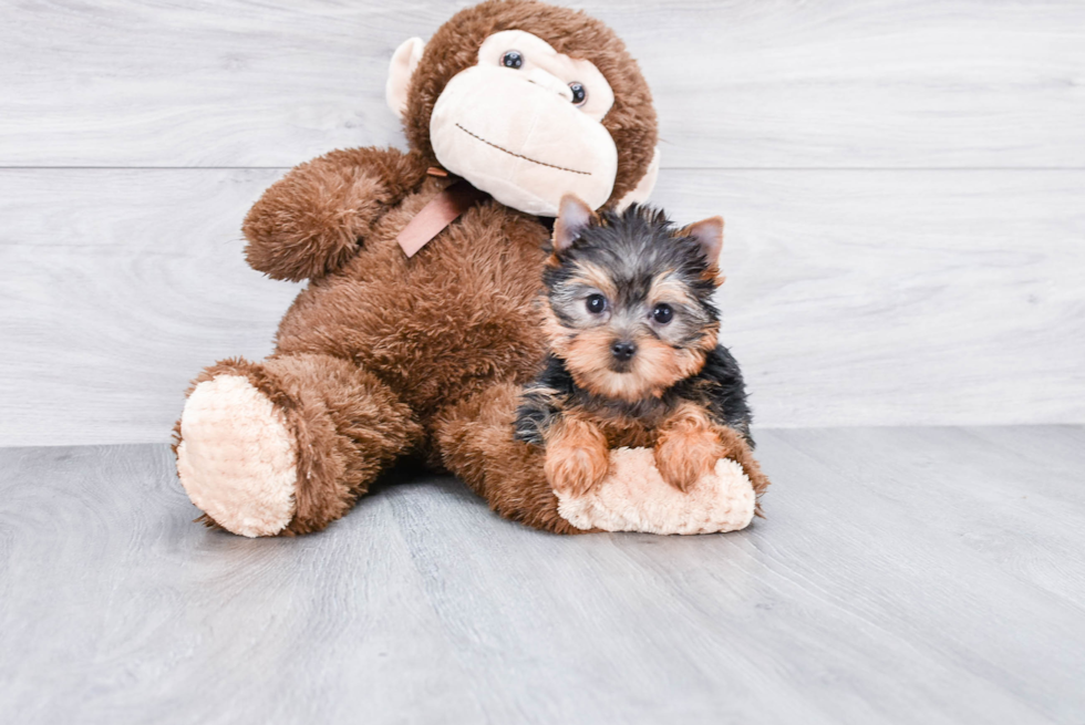 Meet Goldie - our Yorkshire Terrier Puppy Photo 