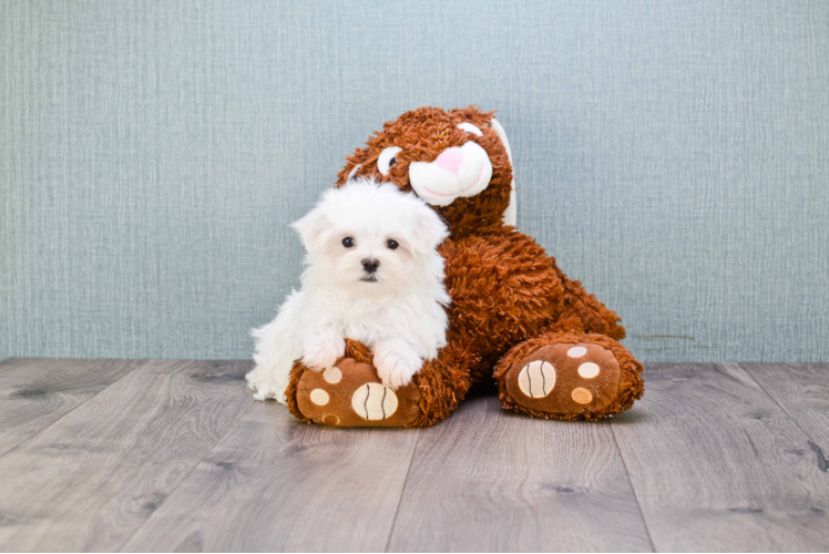 Smart Maltese Purebred Puppy