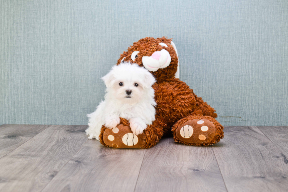 Smart Maltese Purebred Puppy