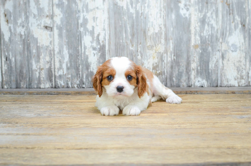 Petite Cavalier King Charles Spaniel Purebred Puppy