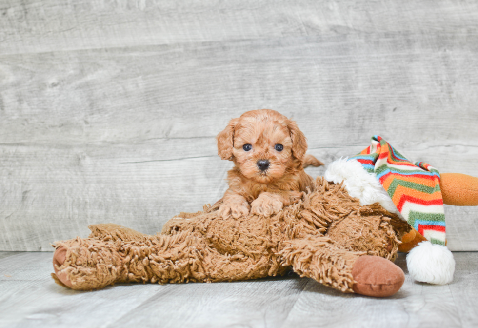 Petite Cavapoo Poodle Mix Pup