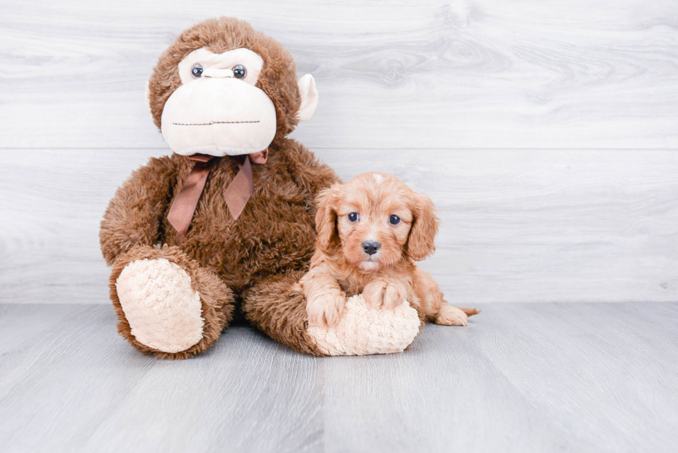 Playful Cavoodle Poodle Mix Puppy