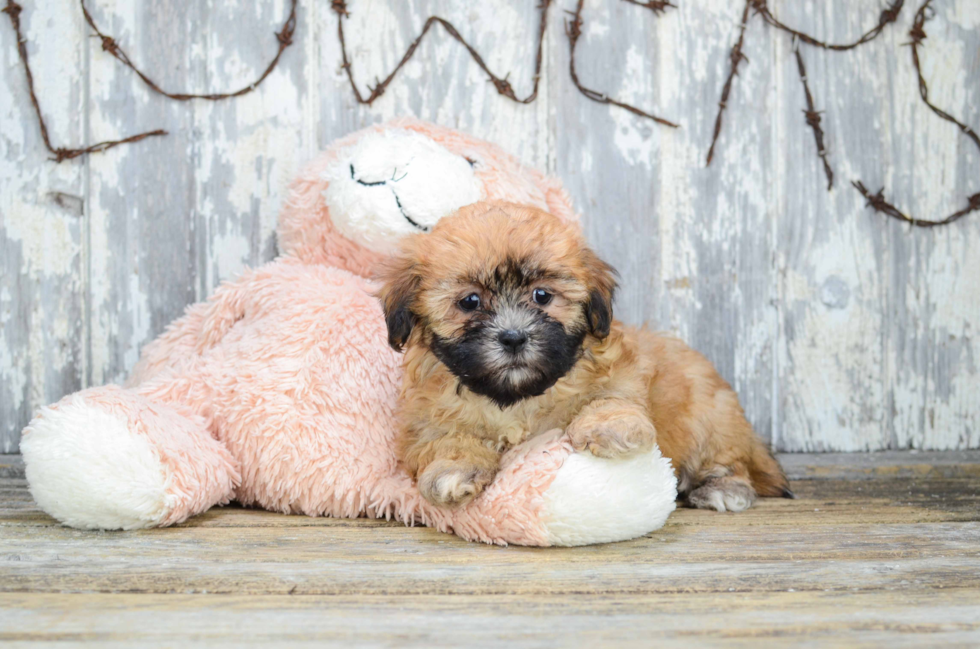 Friendly Teddy Bear Baby