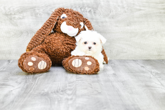 Akc Registered Maltese Baby