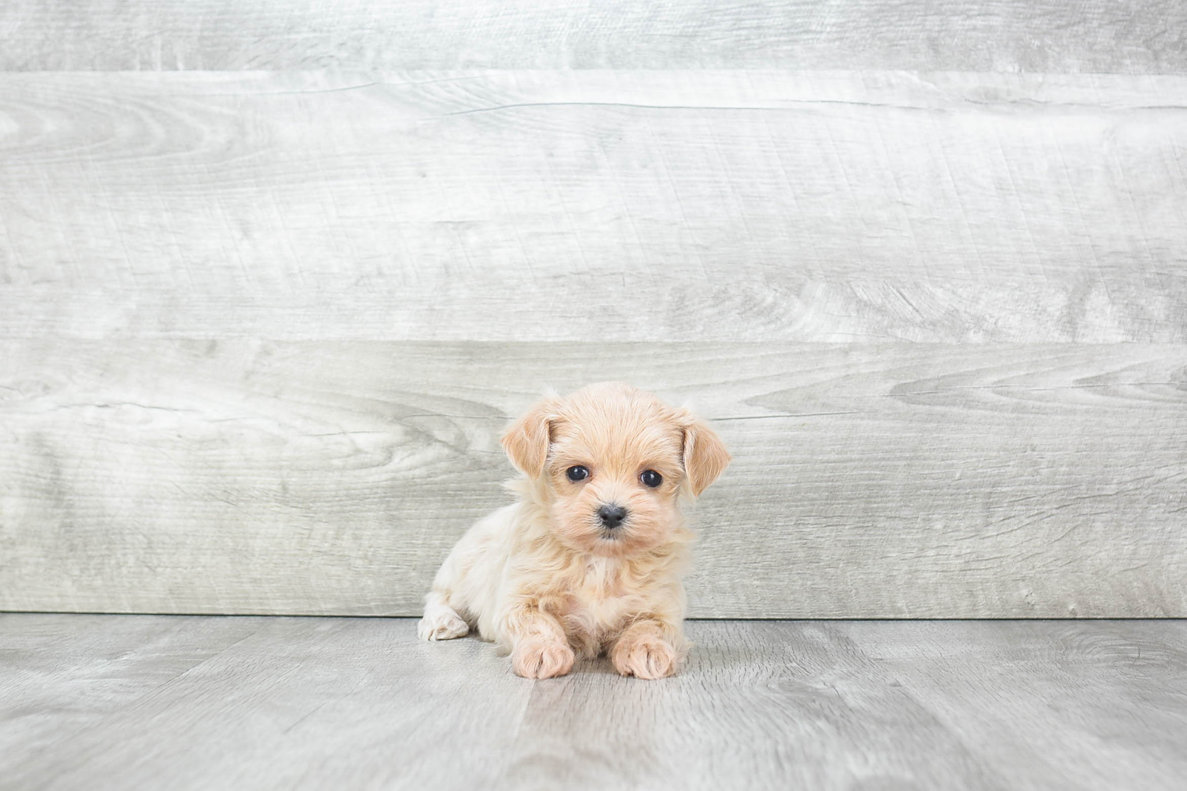 Maltipoo Pup Being Cute