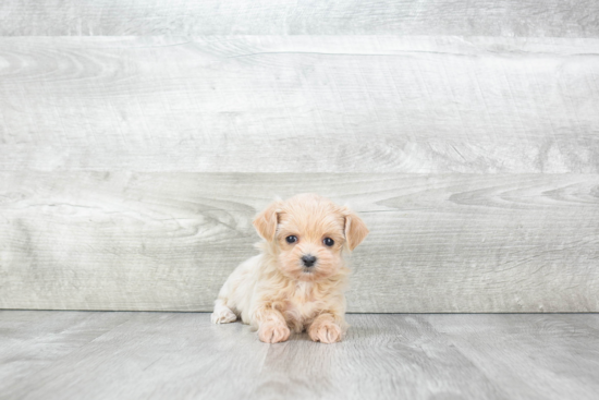 Maltipoo Pup Being Cute