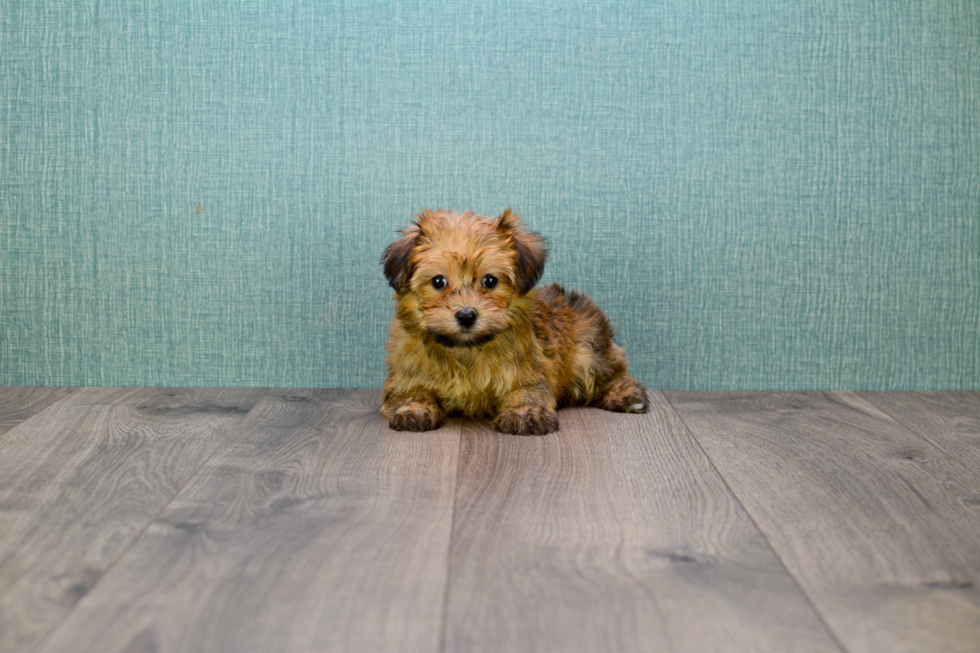 Morkie Puppy for Adoption