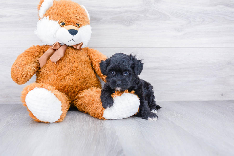 Smart Teddy Bear Designer Pup